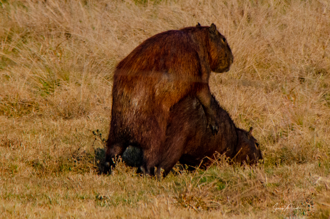 San Diego Zoo - The word capybara means master of the grass and its  scientific name, Hydrochoerus, means water hog because of its love for  water. The capybara, however, is not a