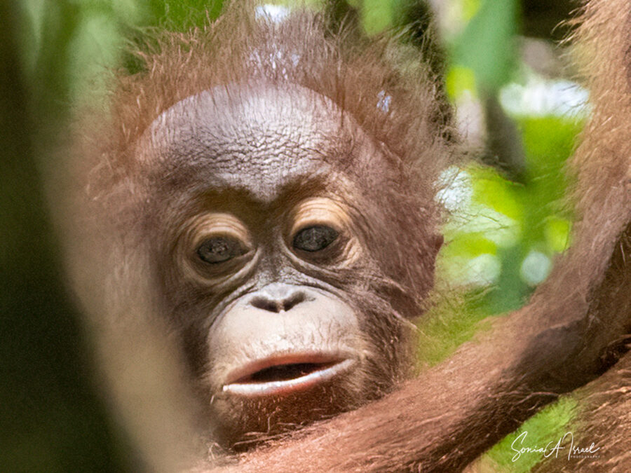 Joe Martin (orangutan) - Wikipedia